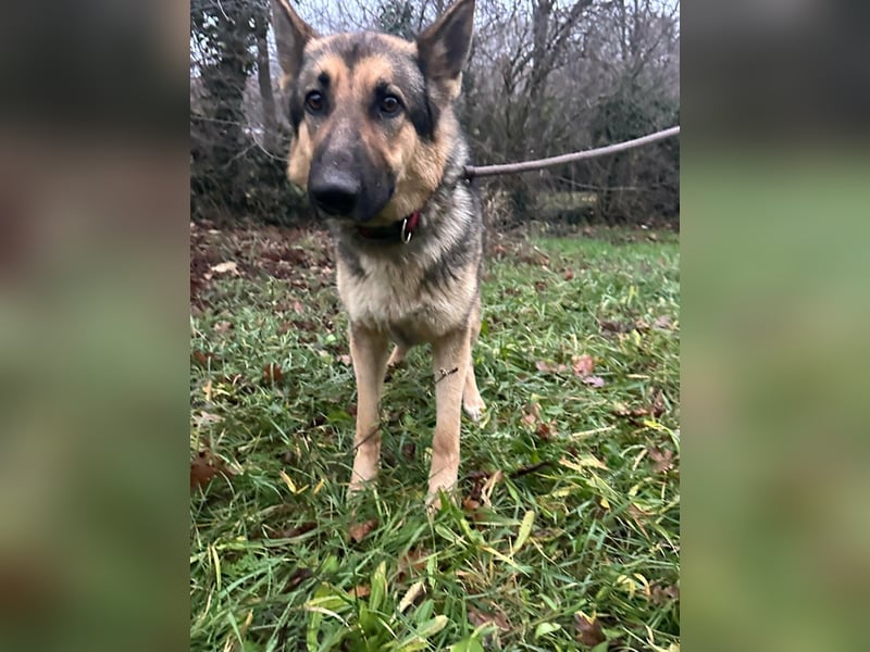 Lady, 1 Jahr, 64cm sucht ihr Zuhause