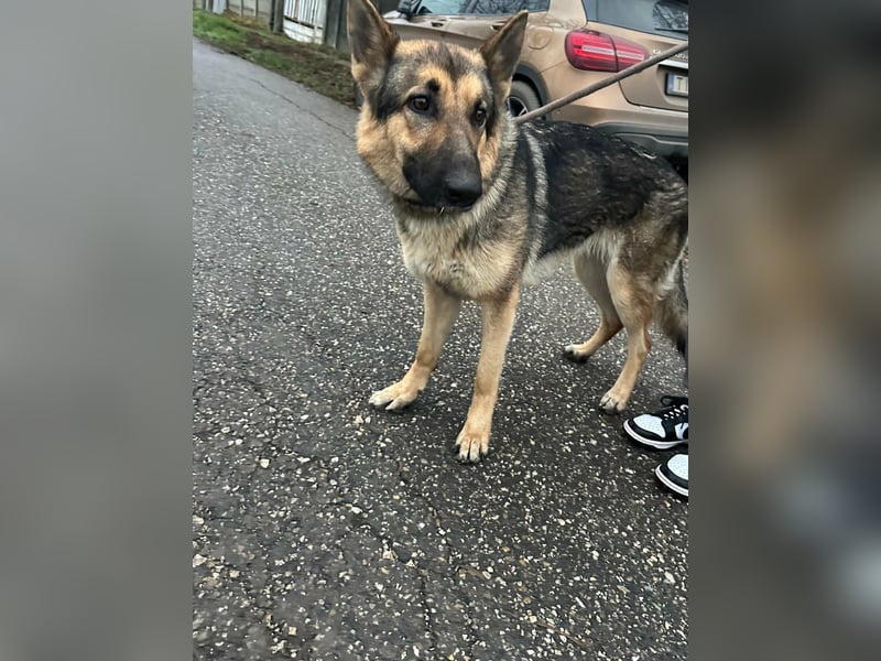 Lady, 1 Jahr, 64cm sucht ihr Zuhause