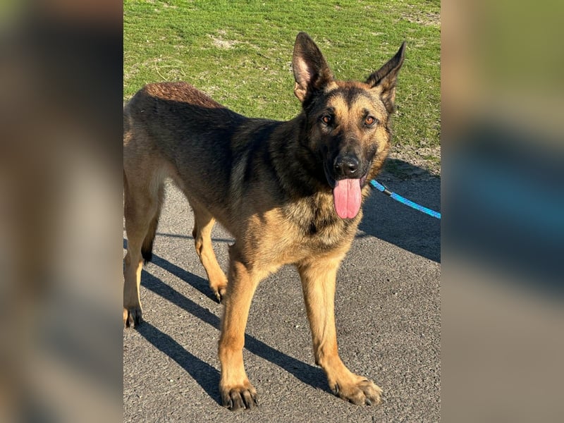 Dexter, geboren 20.08.2024, 66cm sucht Schäfi-Freunde