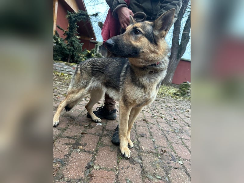 Lady, 1 Jahr, 64cm sucht ihr Zuhause