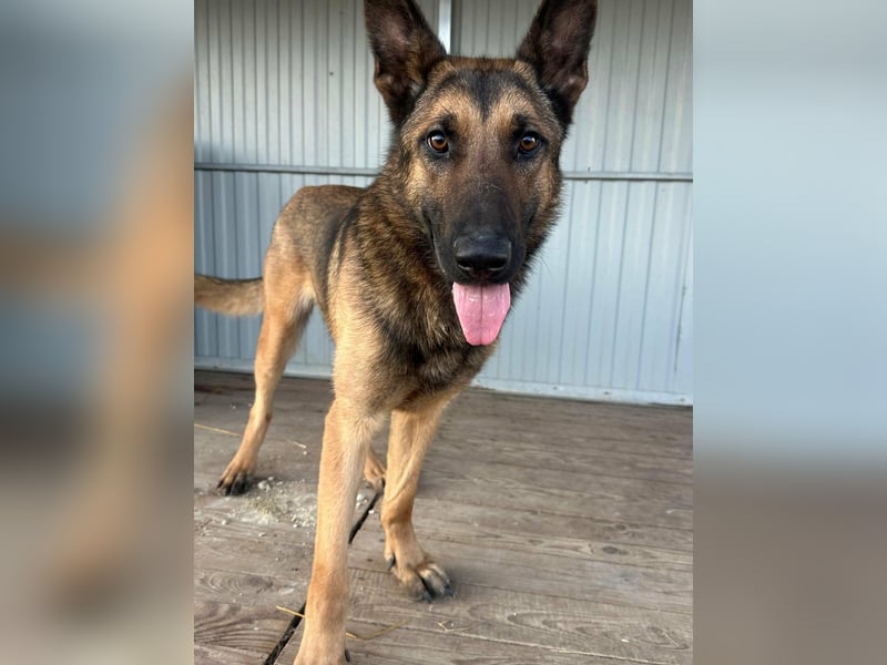 Dexter, geboren 20.08.2024, 66cm sucht Schäfi-Freunde