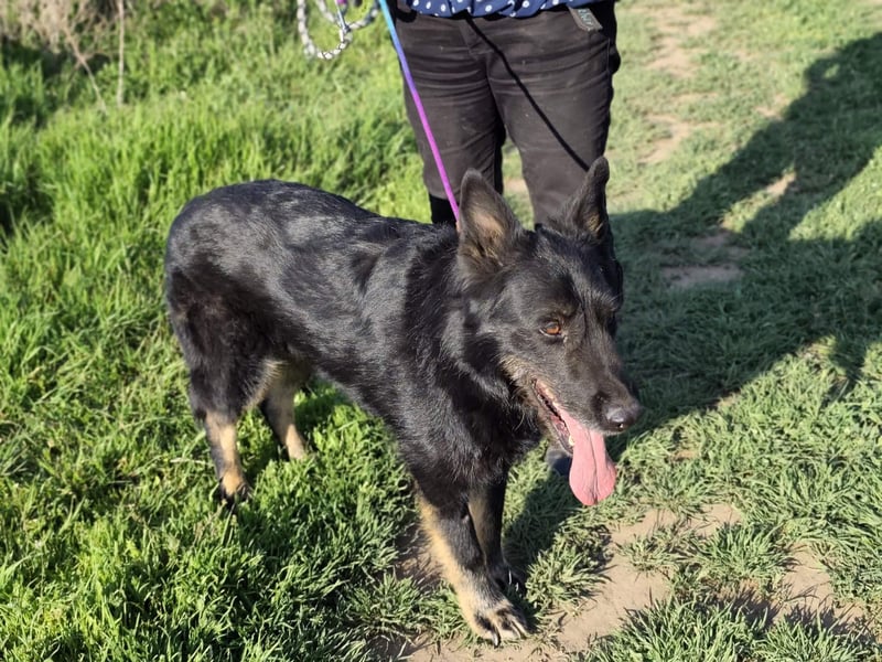 Onix, 02.2019, 67cm, sucht endlich sein für immer zu Hause