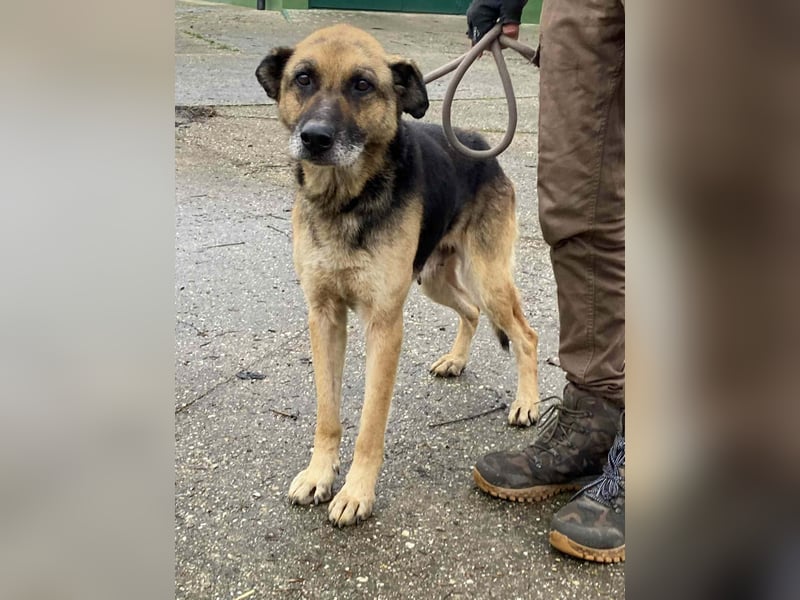 Helena, geboren 12.04.2016, 63cm sucht ihren Ruheplatz