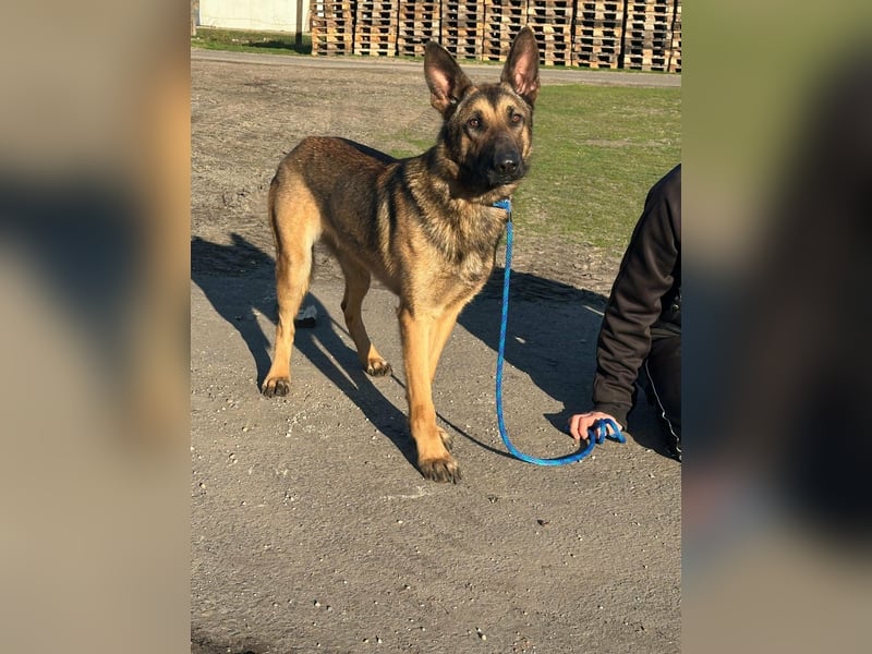 Dexter, geboren 20.08.2024, 66cm sucht Schäfi-Freunde