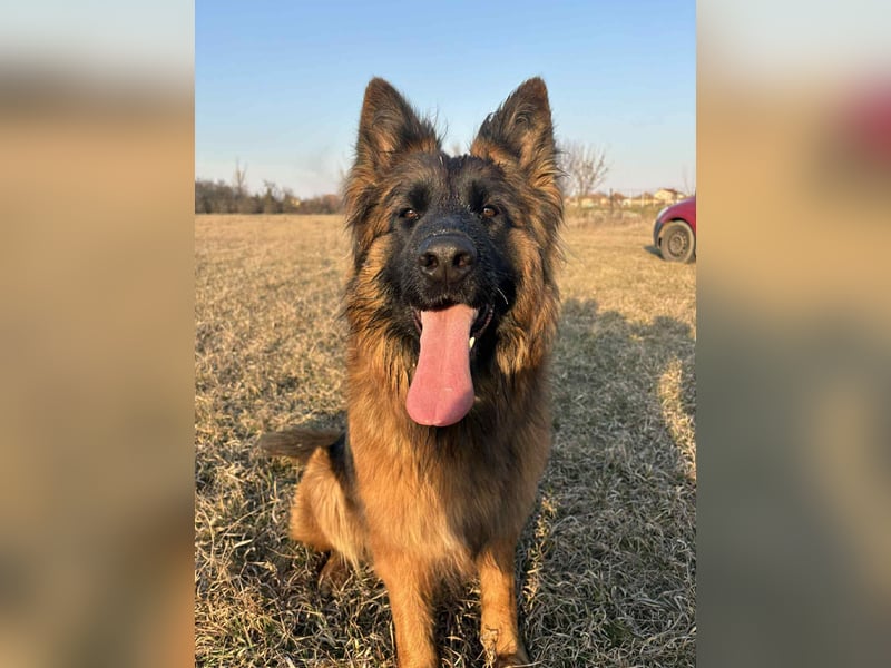 Florencia, 2 Jahre, 63cm sucht ihr für immer Zuhause