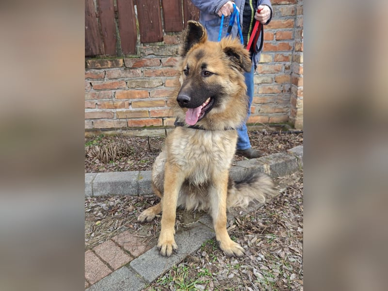 Hector, geboren 15.03.2025, 65cm sucht seine Aufgabe
