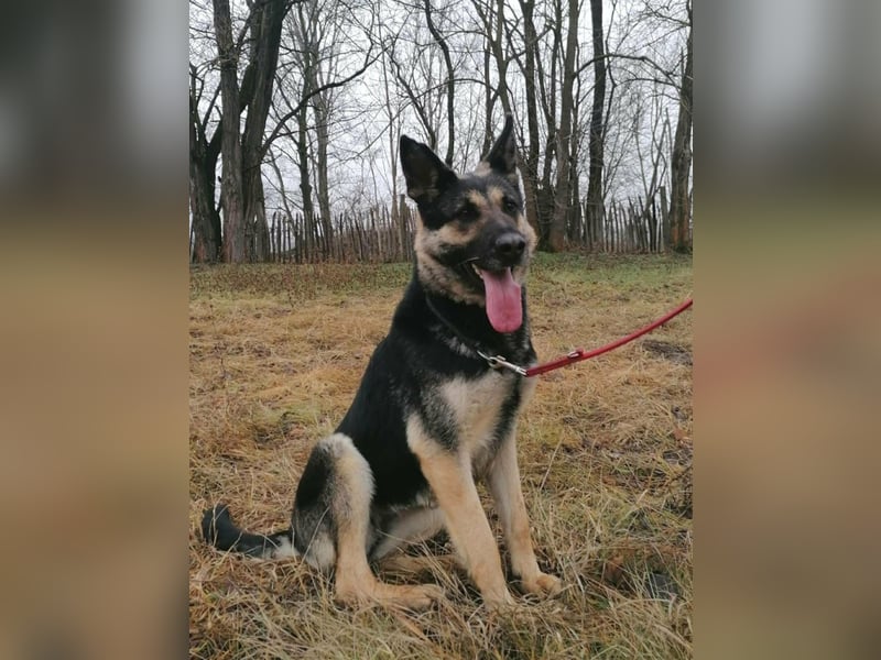 Dezi, geboren 01.03.2023, 63cm sucht ihr Zuhause