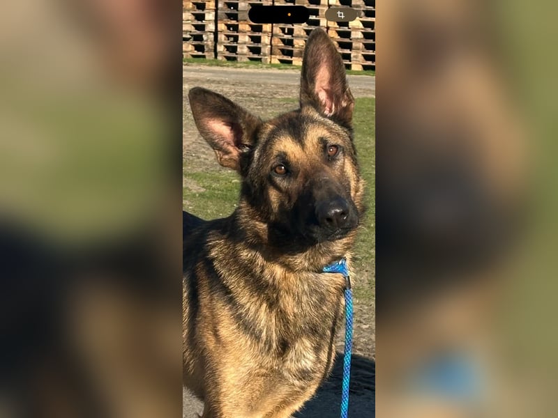 Dexter, geboren 20.08.2024, 66cm sucht Schäfi-Freunde