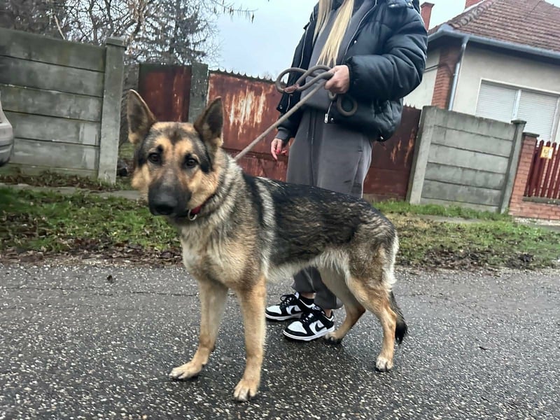 Lady, geboren 03.08.2024, 64cm sucht ihr Zuhause