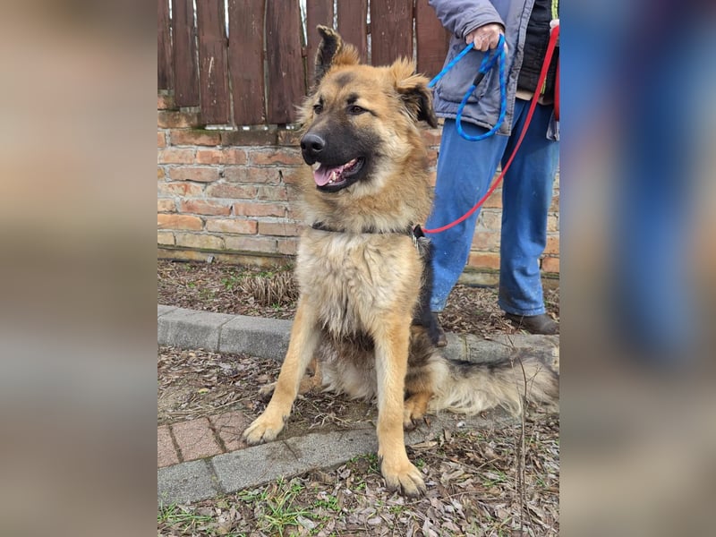 Hector, geboren 15.03.2025, 65cm sucht seine Aufgabe