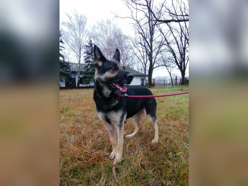 Dezi, geboren 01.03.2023, 63cm sucht ihr Zuhause