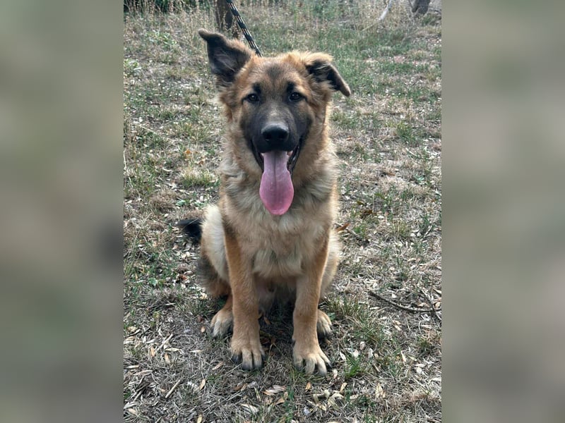 Hector, geboren 15.03.2025, 65cm sucht seine Aufgabe