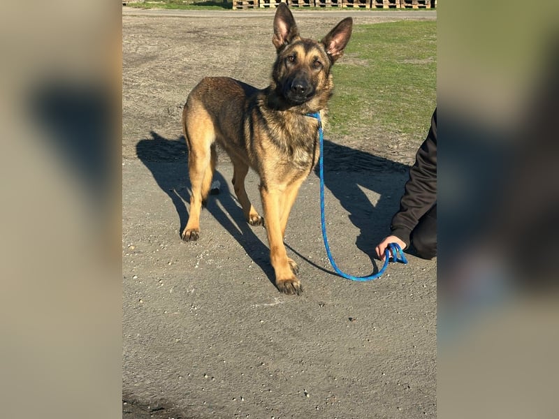 Dexter, geboren 20.08.2024, 66cm sucht Schäfi-Freunde