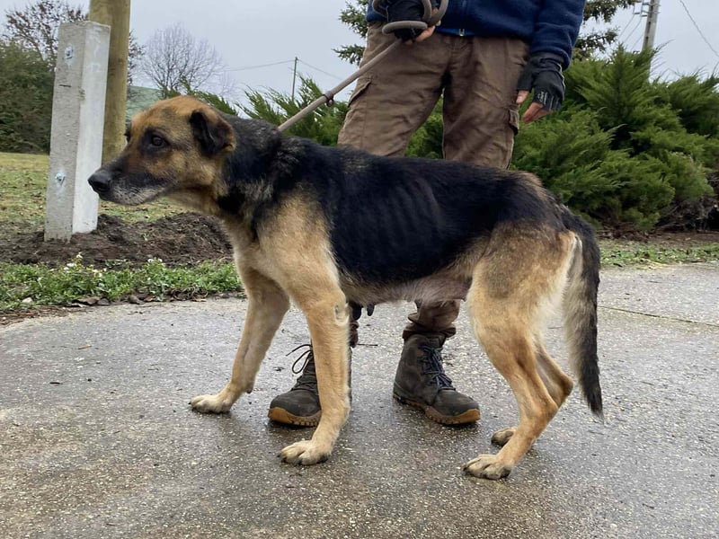 Helena, geboren 12.04.2016, 63cm sucht ihren Ruheplatz