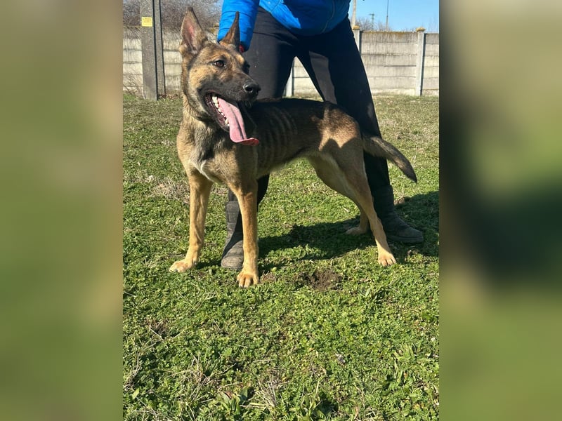 Zoya, geboren 09.10.2023, 63cm sucht ihre Menschen