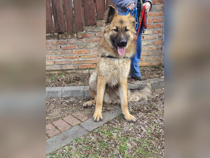 Hector, geboren 15.03.2025, 65cm sucht seine Aufgabe