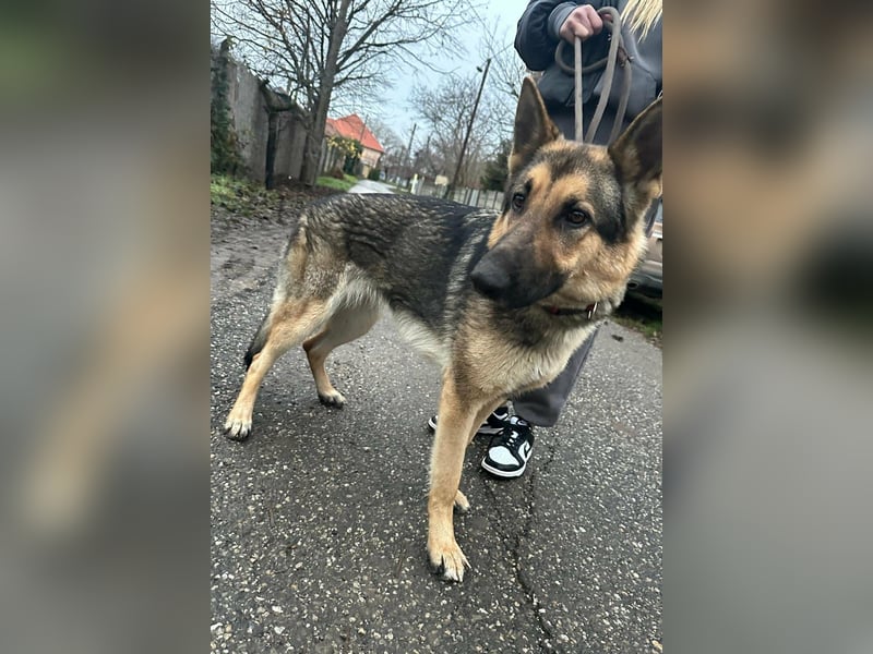 Lady, 1 Jahr, 64cm sucht ihr Zuhause