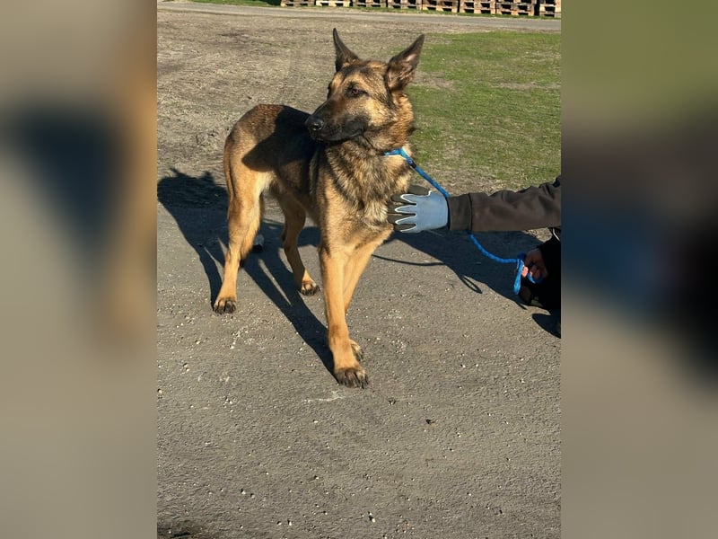 Dexter, geboren 20.08.2024, 66cm sucht Schäfi-Freunde