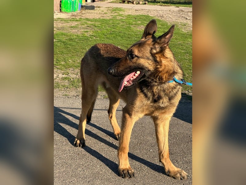 Dexter, geboren 20.08.2024, 66cm sucht Schäfi-Freunde