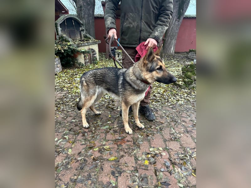 Lady, 1 Jahr, 64cm sucht ihr Zuhause