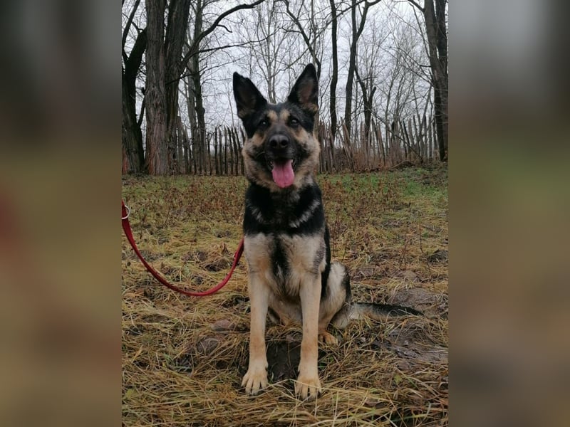 Dezi, geboren 01.03.2023, 63cm sucht ihr Zuhause