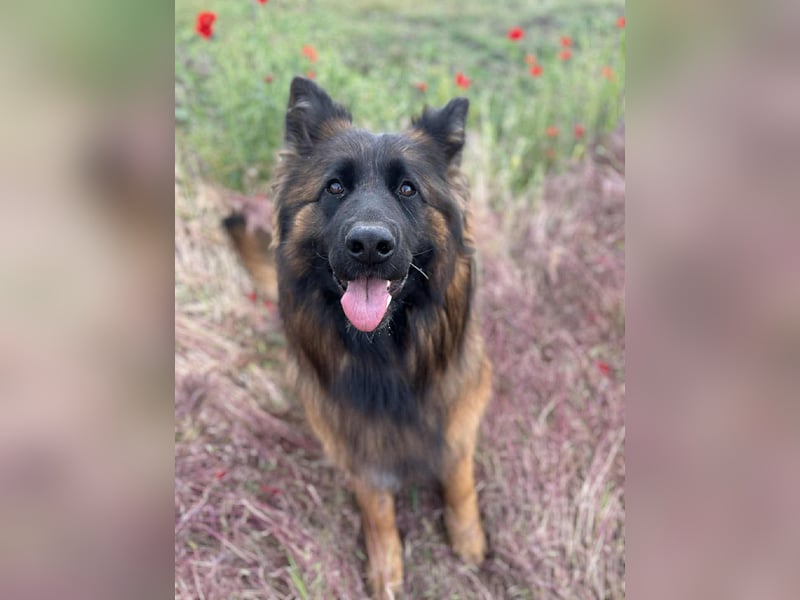 Florencia, 2 Jahre, 63cm sucht ihr für immer Zuhause