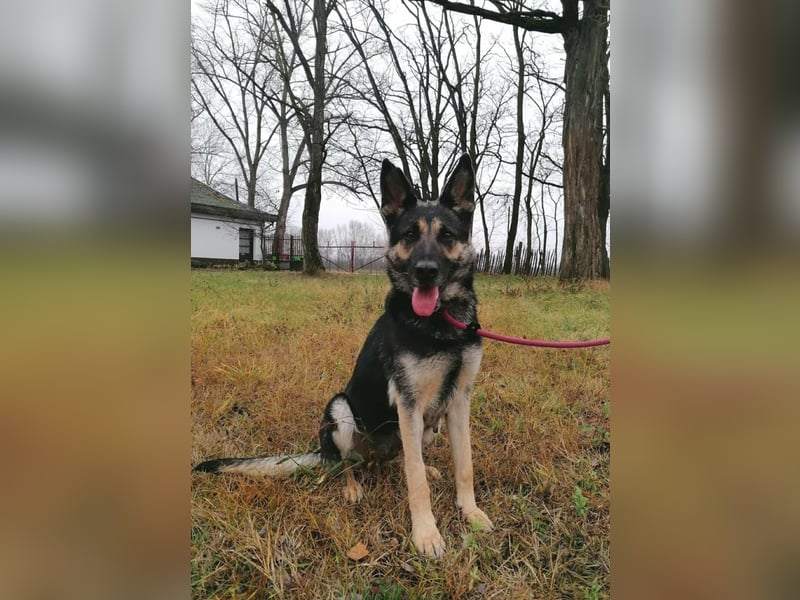 Dezi, geboren 01.03.2023, 63cm sucht ihr Zuhause