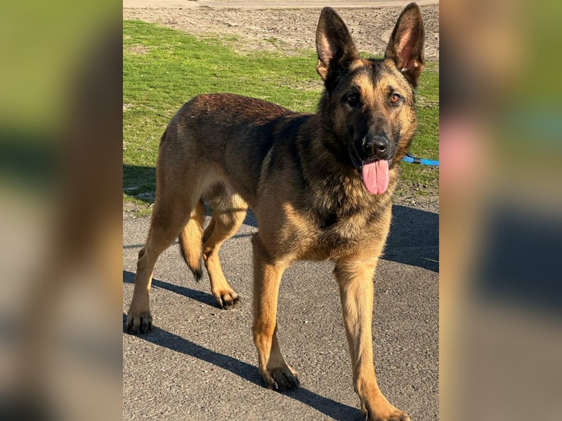 Dexter, geboren 20.08.2024, 66cm sucht Schäfi-Freunde