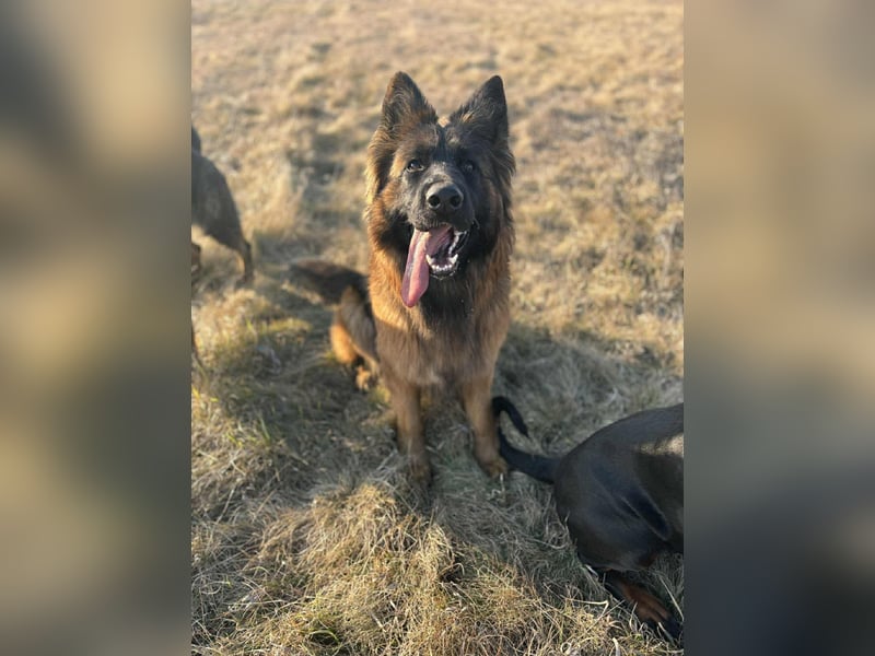 Florencia, 2 Jahre, 63cm sucht ihr für immer Zuhause