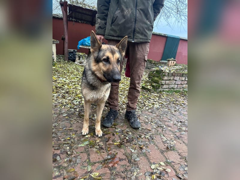 Lady, 1 Jahr, 64cm sucht ihr Zuhause