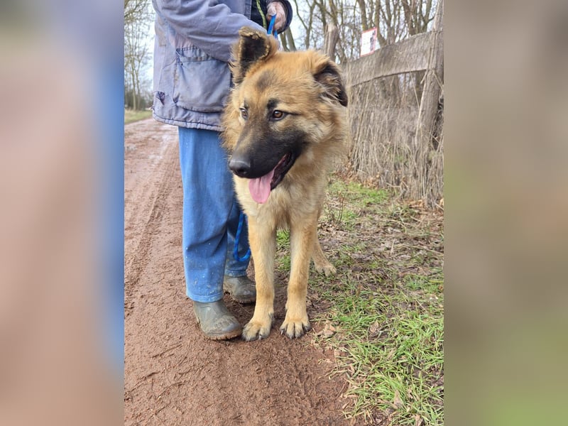 Hector, geboren 15.03.2025, 65cm sucht seine Aufgabe
