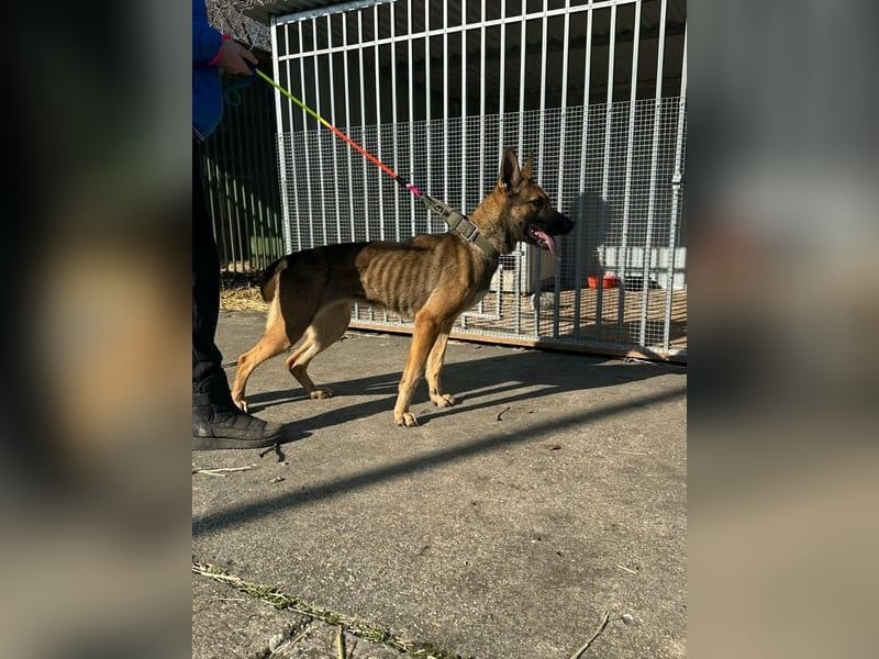 Zoya, geb. 09.10.2023, 63 cm, wünscht sich ein aktives Zuhause