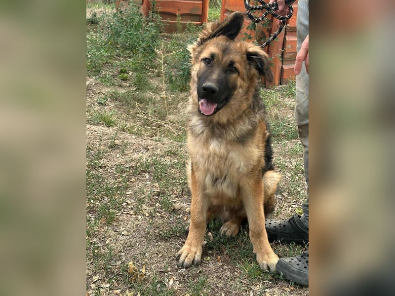 Hector, geboren 15.03.2025, 65cm sucht seine Aufgabe