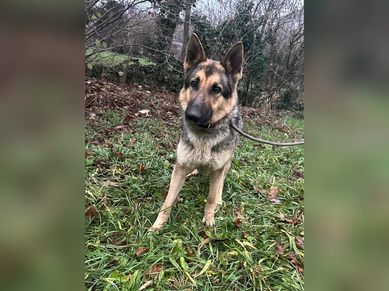 Lady, 1 Jahr, 64cm sucht ihr Zuhause