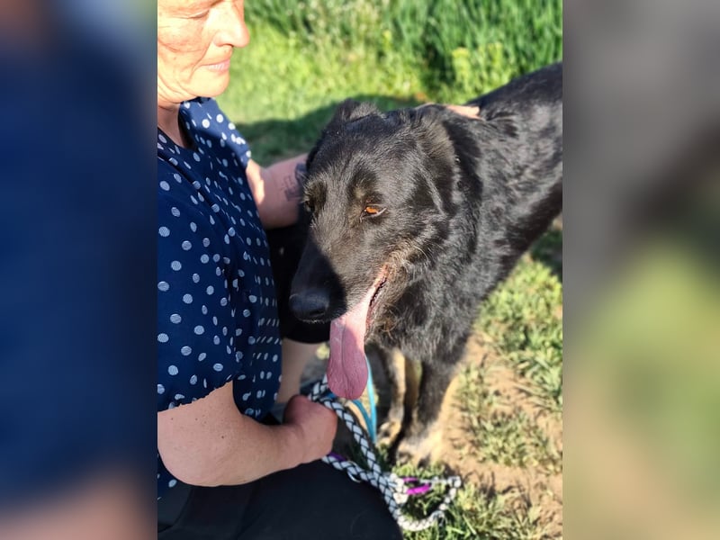 Onix, 02.2019, 67cm, sucht endlich sein für immer zu Hause