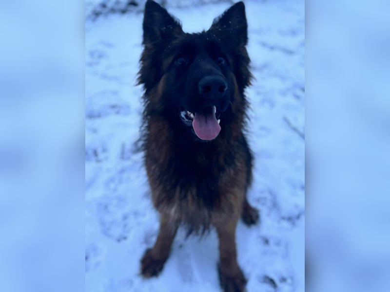 Florencia, 2 Jahre, 63cm sucht ihr für immer Zuhause