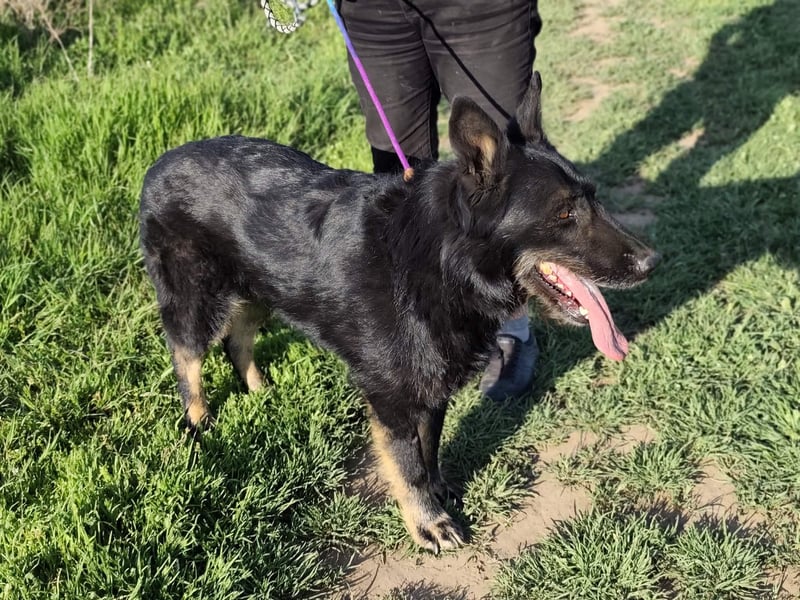 Onix, 02.2019, 67cm, sucht endlich sein für immer zu Hause