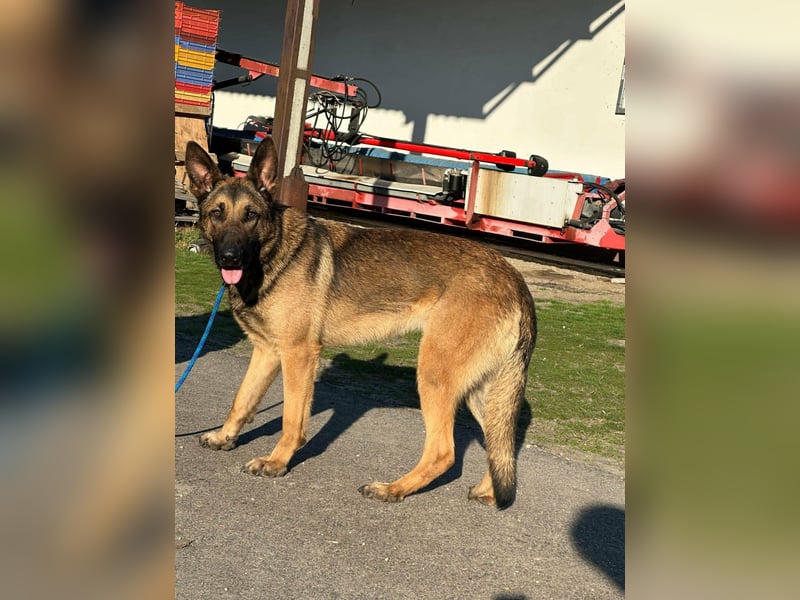 Dexter, geboren 20.08.2024, 66cm sucht Schäfi-Freunde