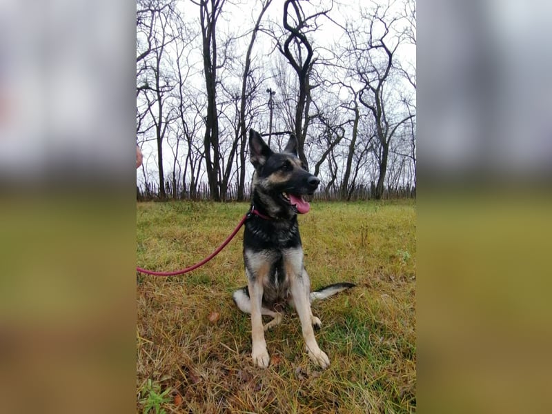 Dezi, geboren 01.03.2023, 63cm sucht ihr Zuhause