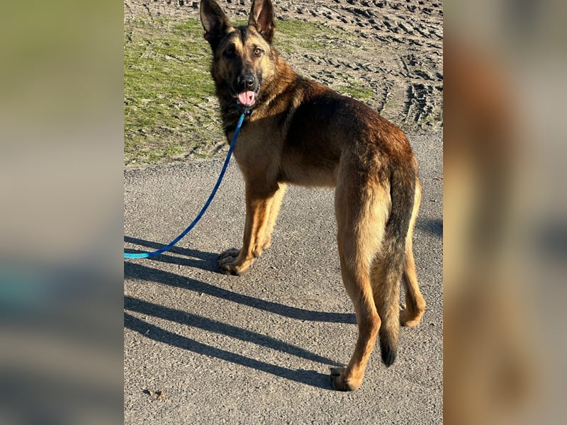 Dexter, geboren 20.08.2024, 66cm sucht Schäfi-Freunde