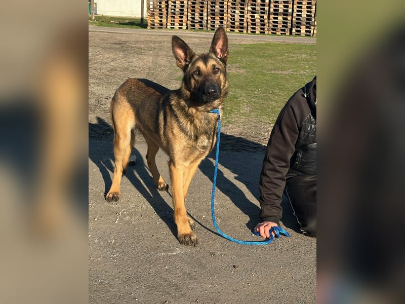 Dexter, geboren 20.08.2024, 66cm sucht Schäfi-Freunde