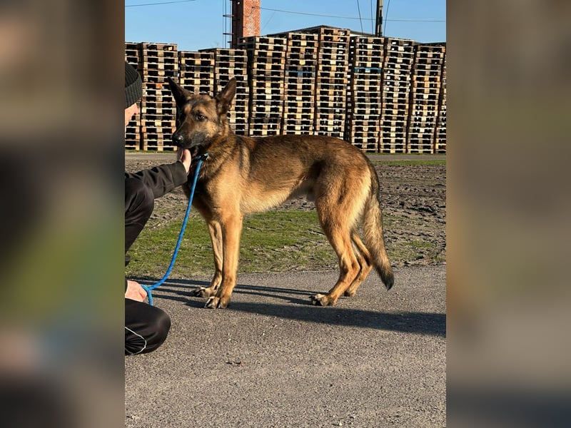 Dexter, geboren 20.08.2024, 66cm sucht Schäfi-Freunde