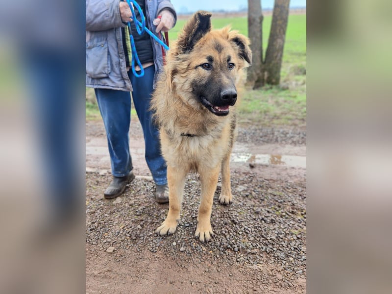 Hector, geboren 15.03.2025, 65cm sucht seine Aufgabe