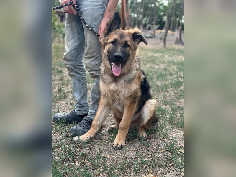 Hector, geboren 15.03.2025, 65cm sucht seine Aufgabe