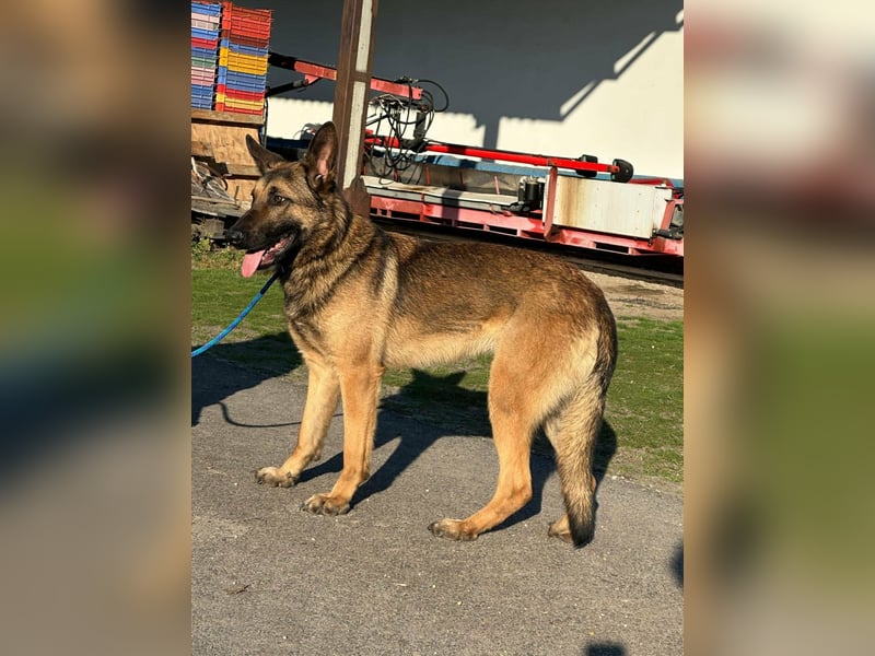 Dexter, geboren 20.08.2024, 66cm sucht Schäfi-Freunde