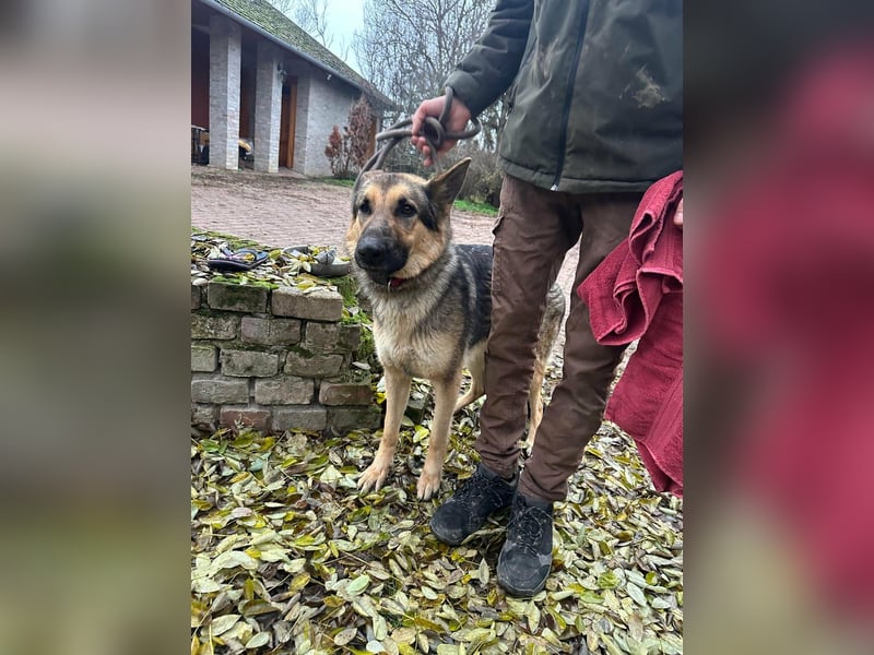 Lady, 1 Jahr, 64cm sucht ihr Zuhause