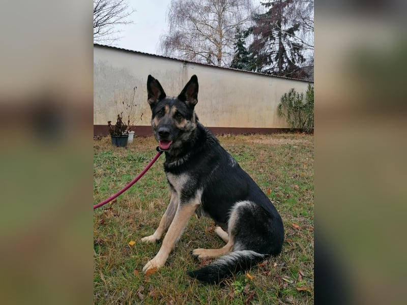 Dezi, geboren 01.03.2023, 63cm sucht ihr Zuhause