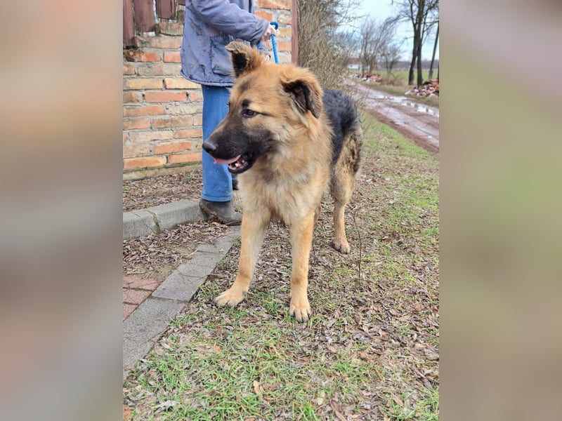 Hector, geboren 15.03.2025, 65cm sucht seine Aufgabe