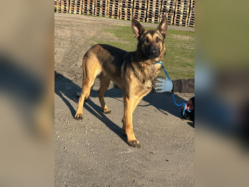 Dexter, geboren 20.08.2024, 66cm sucht Schäfi-Freunde