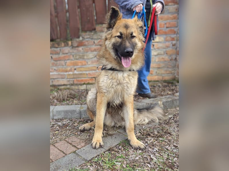 Hector, geboren 15.03.2025, 65cm sucht seine Aufgabe